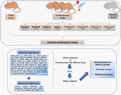 Comprehensive machine learning models for predicting therapeutic targets in type 2 diabetes utilizing molecular and biochemical features in rats
